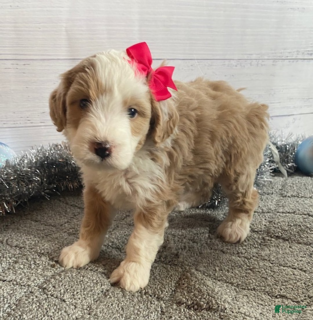 Mini Bernedoodle dogs for sale: Sandy - Ad 6