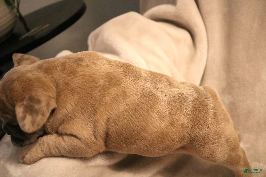 French Bulldog dogs for sale: Moose - Ad 9