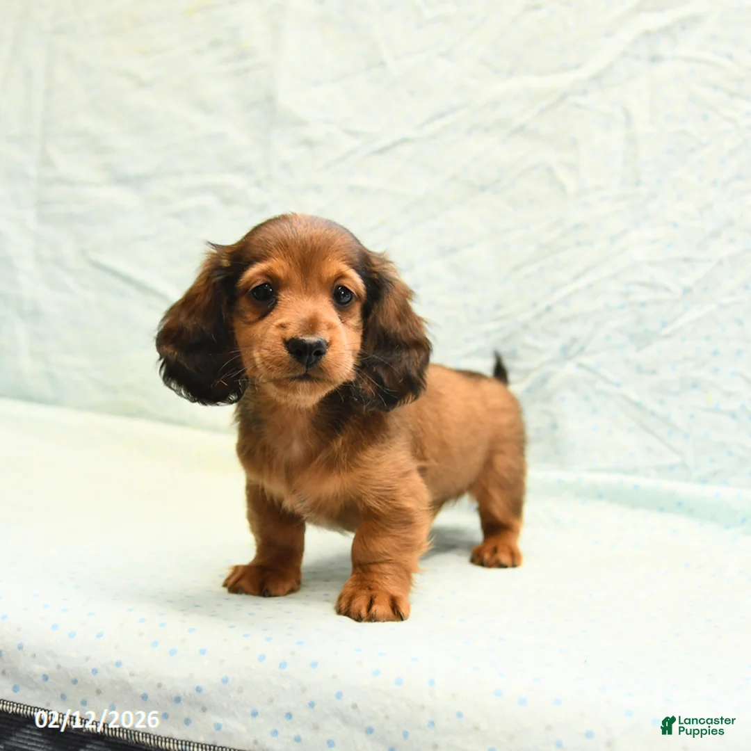 Miniature Dachshund dogs for sale: Max - Ad 4