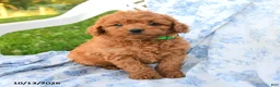 Miniature Labradoodle dogs for sale: Duchess - Ad 1
