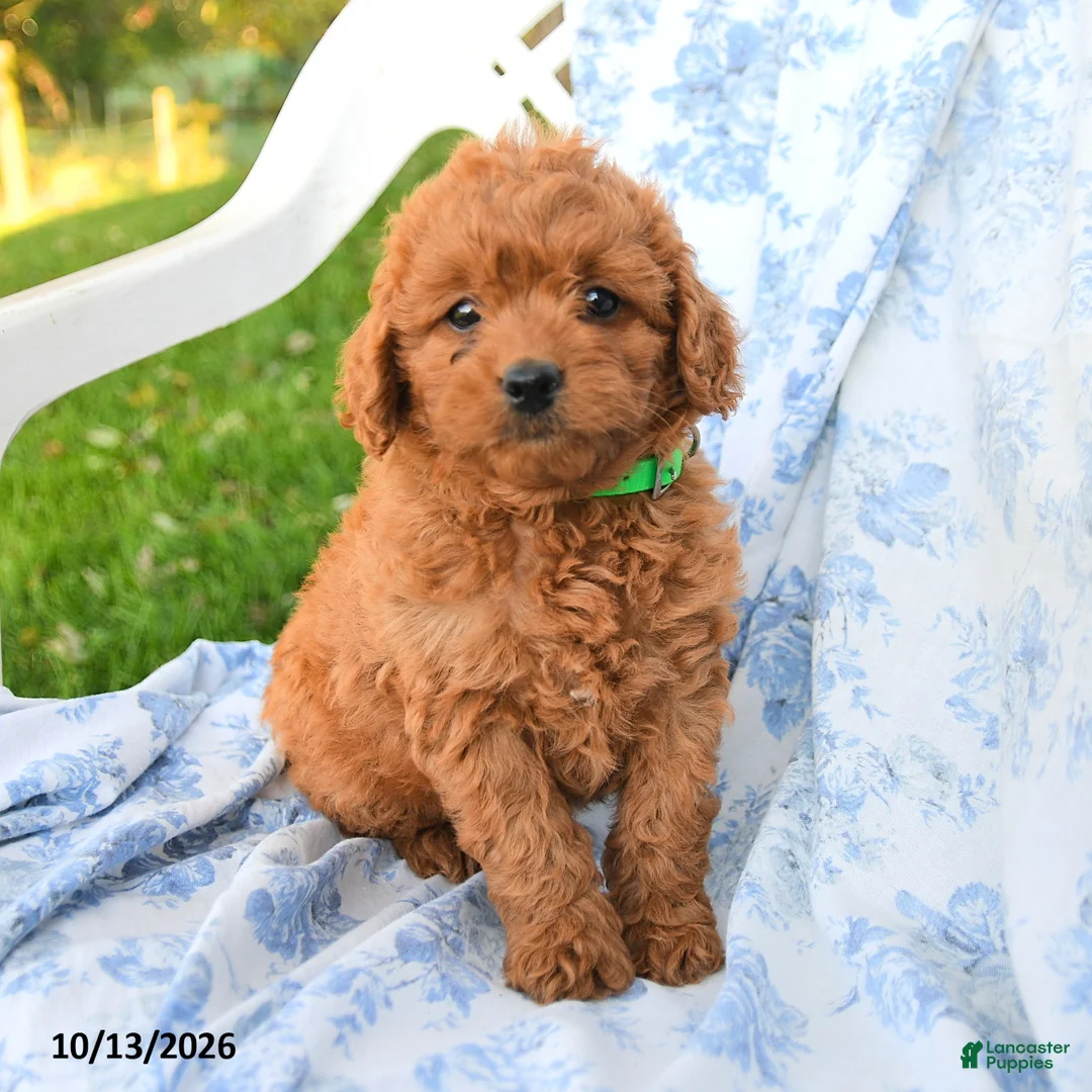 Miniature Labradoodle dogs for sale: Duchess - Ad 1