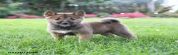 Shiba Inu dogs for sale: Conner - Ad 1