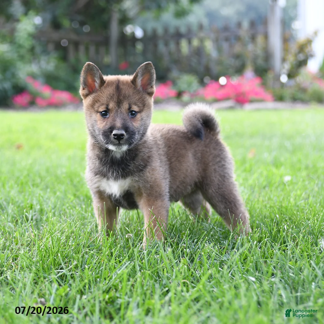 Shiba Inu dogs for sale: Conner - Ad 1