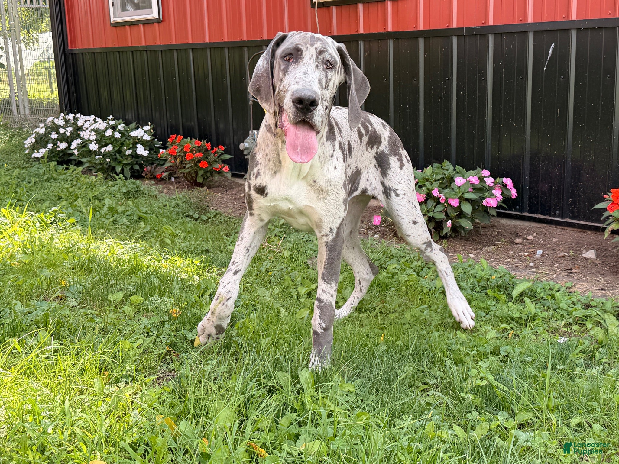 Great Dane dogs Echo - Ad 1