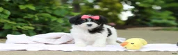 Cavachon dogs for sale: Angela - Ad 2