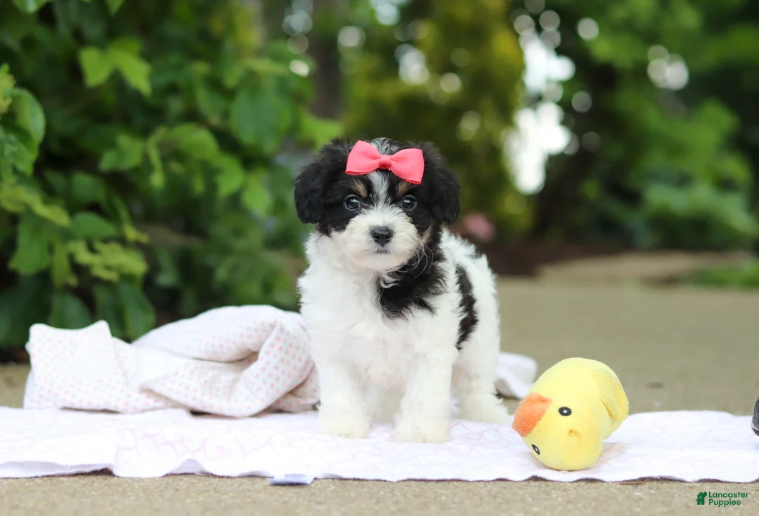 Cavachon dogs for sale: Angela - Ad 2
