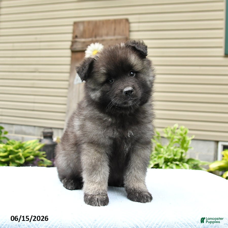 Keeshond dogs Scout - Ad 2