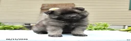 Keeshond dogs for sale: Scout - Ad 2
