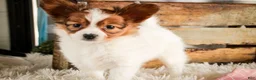 Papillon dogs for sale: Gwennie - Ad 3