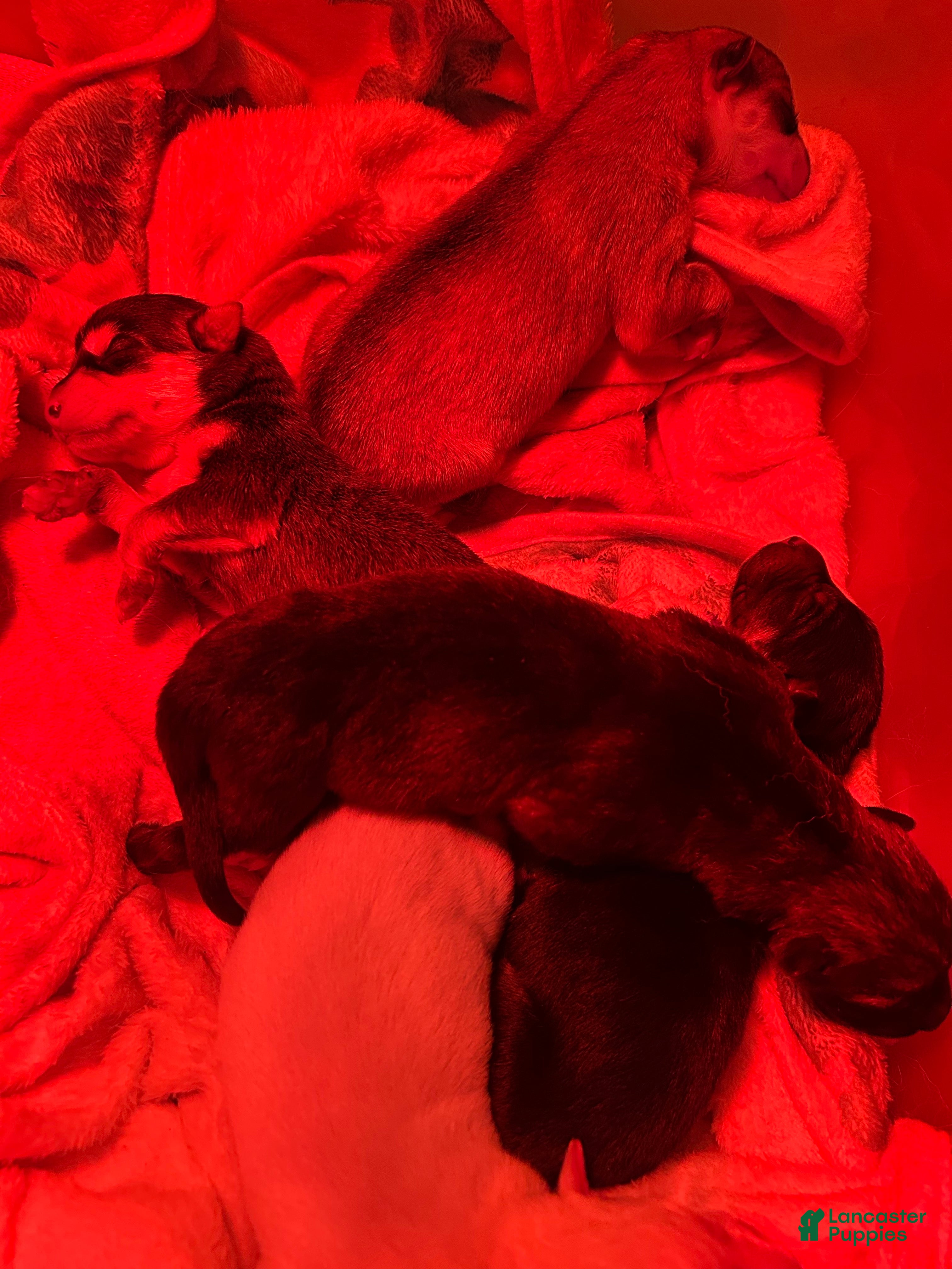 Gerberian Shepsky dogs Gerberian Shepsky Puppy 5 - Ad 15