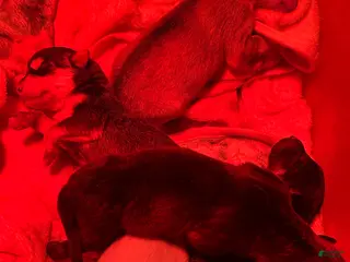 Gerberian Shepsky dogs Gerberian Shepsky Puppy 5 - Ad 15