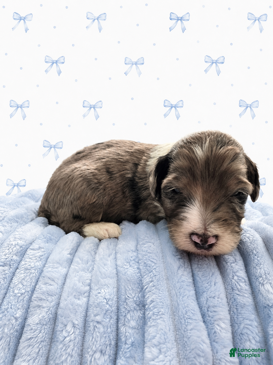 Sheepadoodle dogs Sheepadoodle 8 - Ad 1