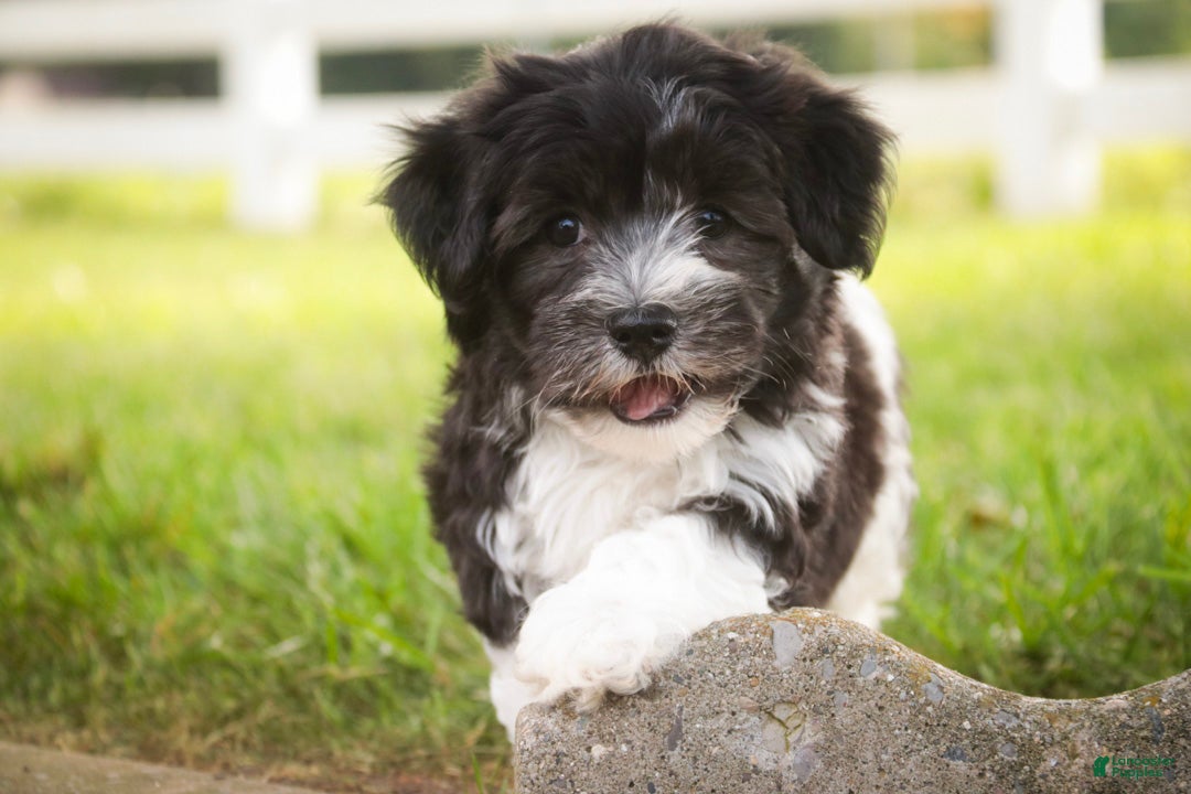 Havanese dogs Apollo Havanese  - Ad 1