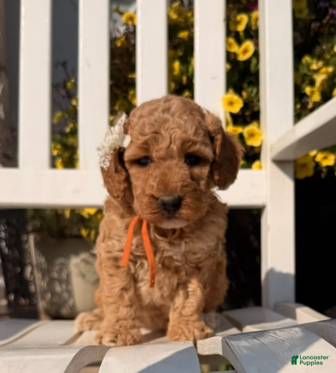 Mixed Breed dogs for sale: Poppy - Ad 6