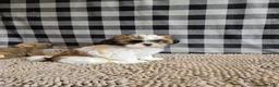 Shih Tzu dogs for sale: Marcus - Ad 3