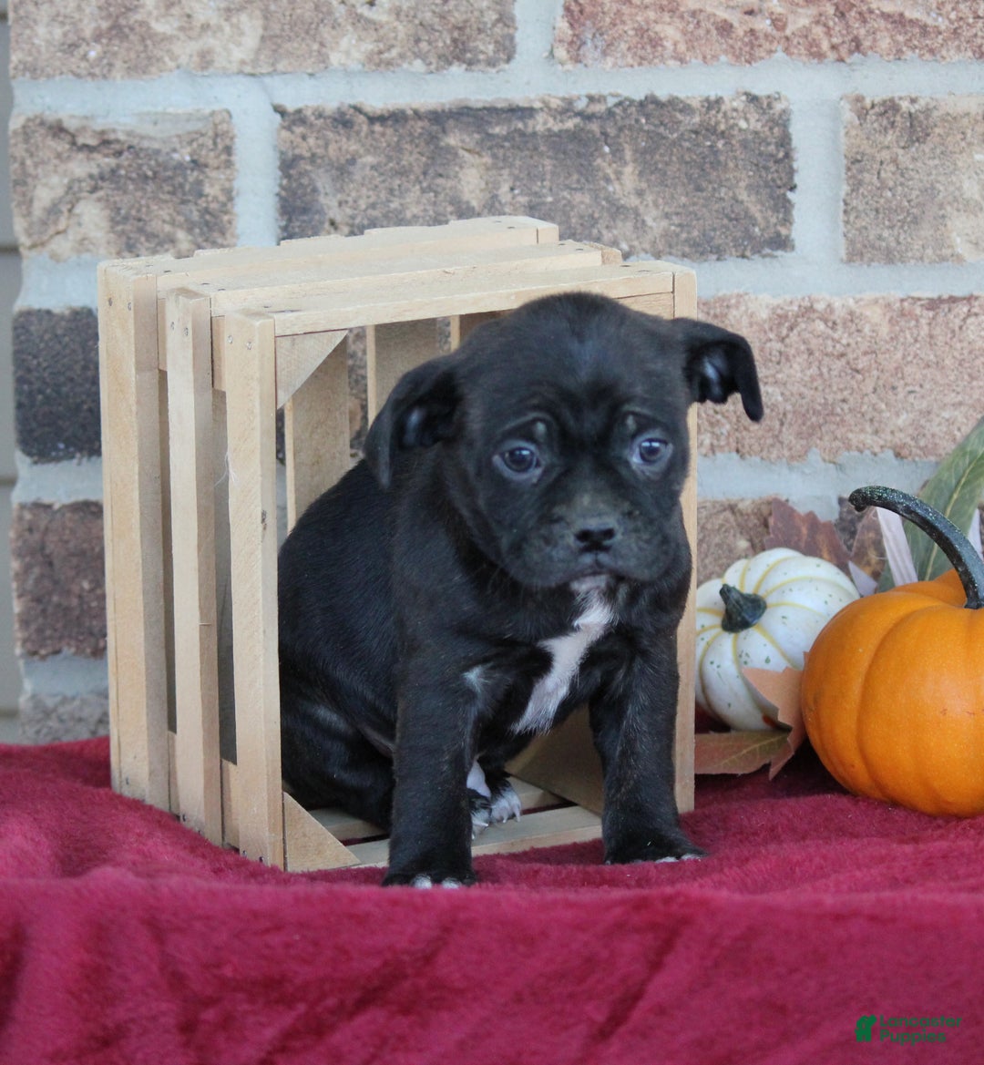 Mixed Breed dogs for sale: Dalton - Ad 4