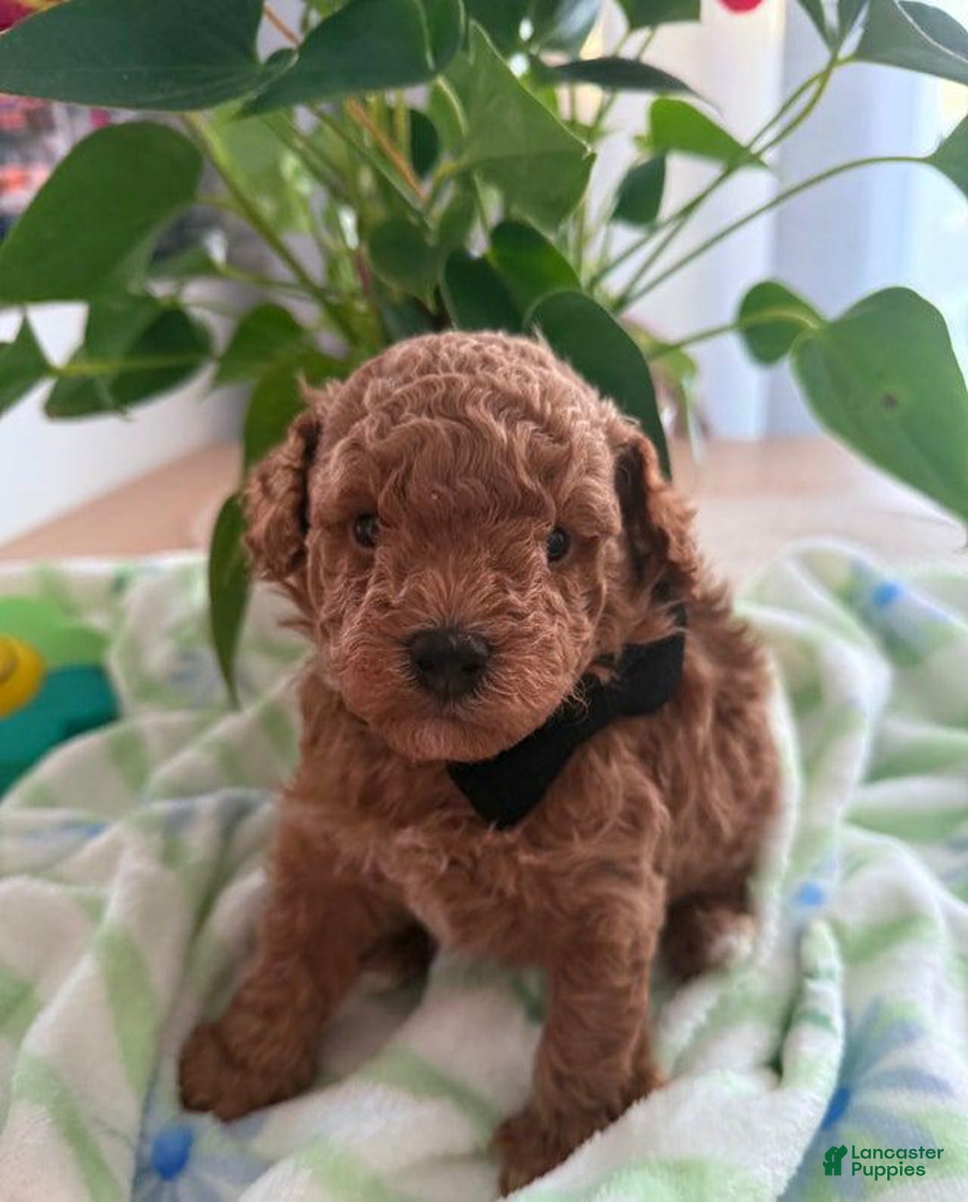 Cavapoo dogs for sale: Jamie - Ad 1