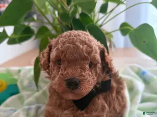 Cavapoo dogs Jamie - Ad 14