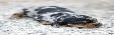 Ella Miniature Dachshund Puppy 