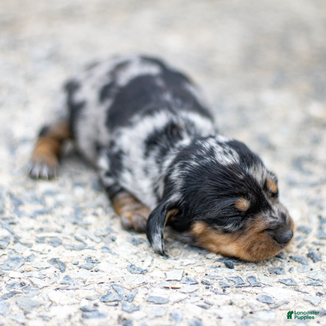 Miniature Dachshund dogs for sale: Ella Miniature Dachshund Puppy  - Ad 1