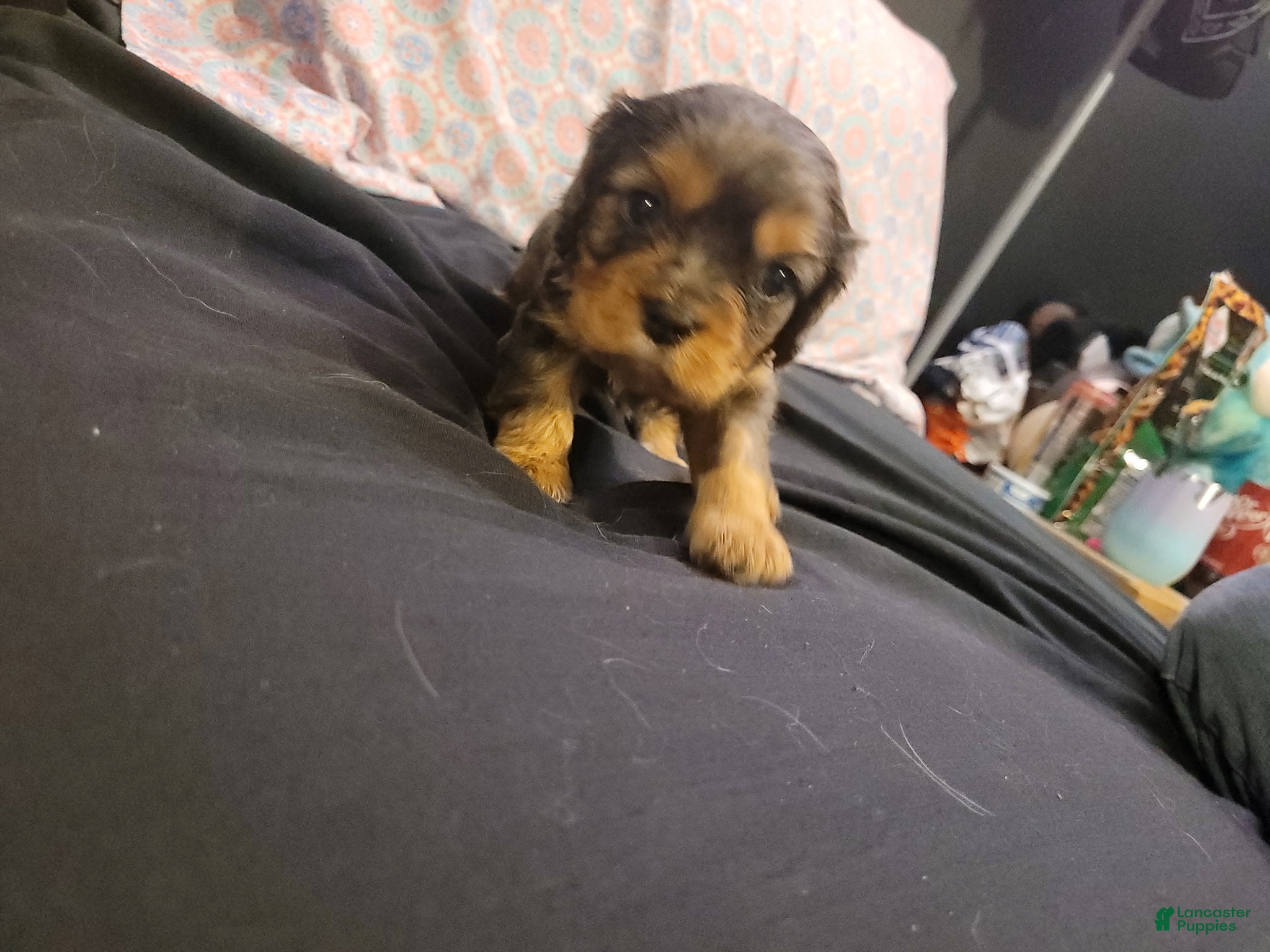 Cavalier King Charles Spaniel dogs Damon - Ad 2