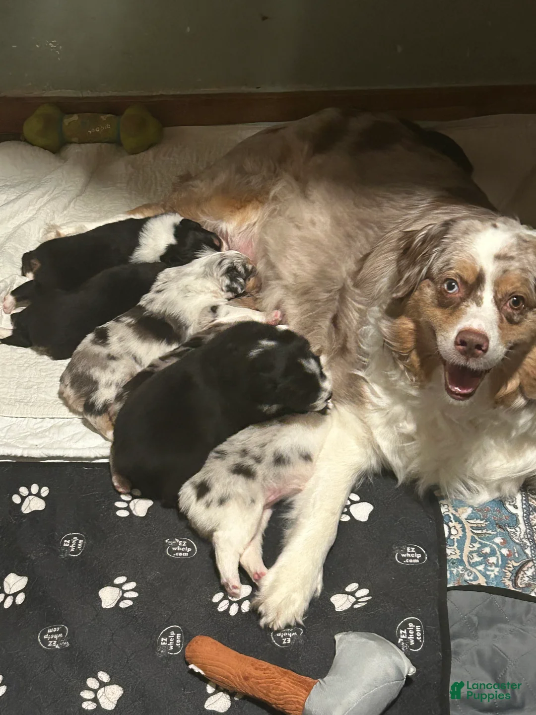 Australian Shepherd dogs for sale: Australian Shepherd Puppy 2 - Ad 2