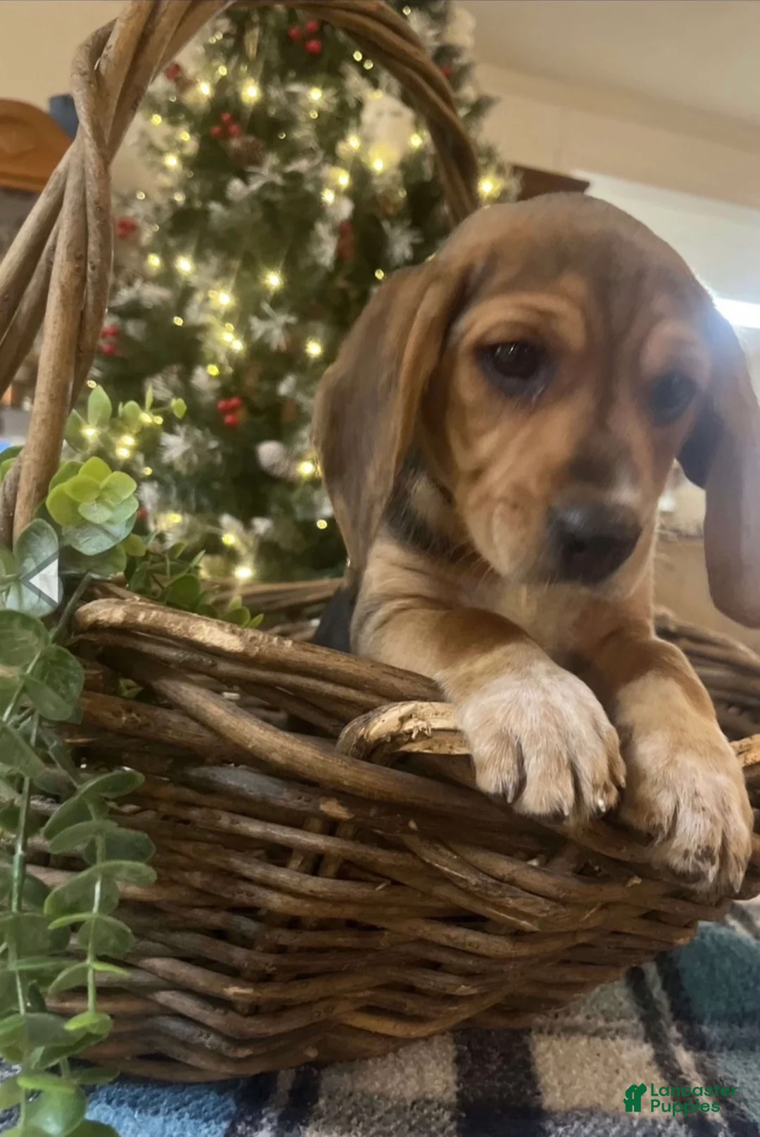 Beagle dogs for sale: Beagle Puppy 1 - Ad 3