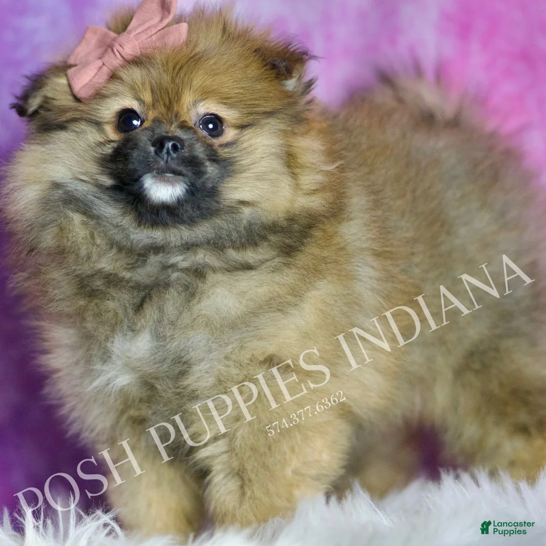 Pomeranian dogs for sale: Harmony - Ad 1