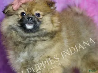 Pomeranian dogs Harmony - Ad 24