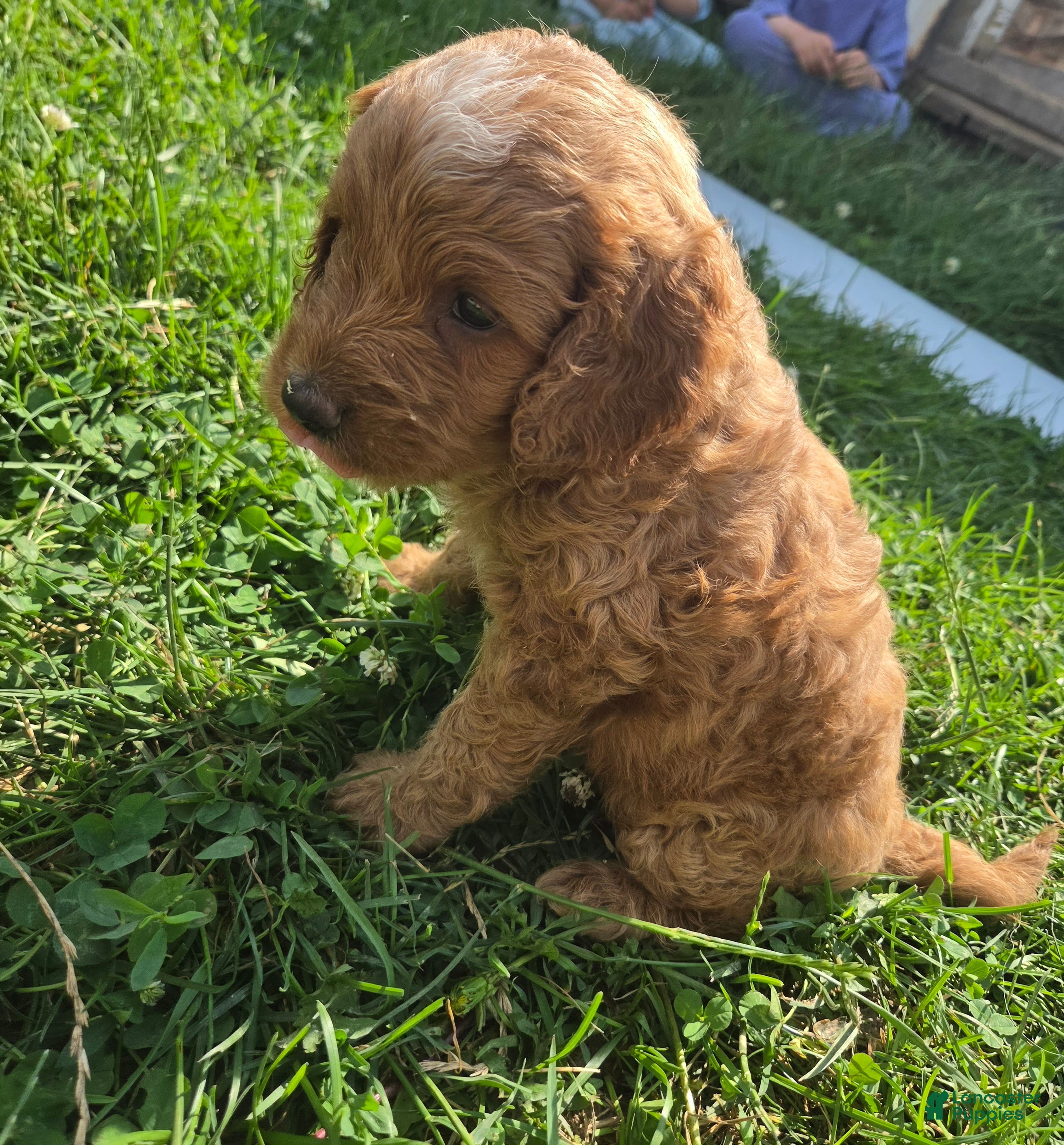 Cavapoo dogs Rocket - Ad 2
