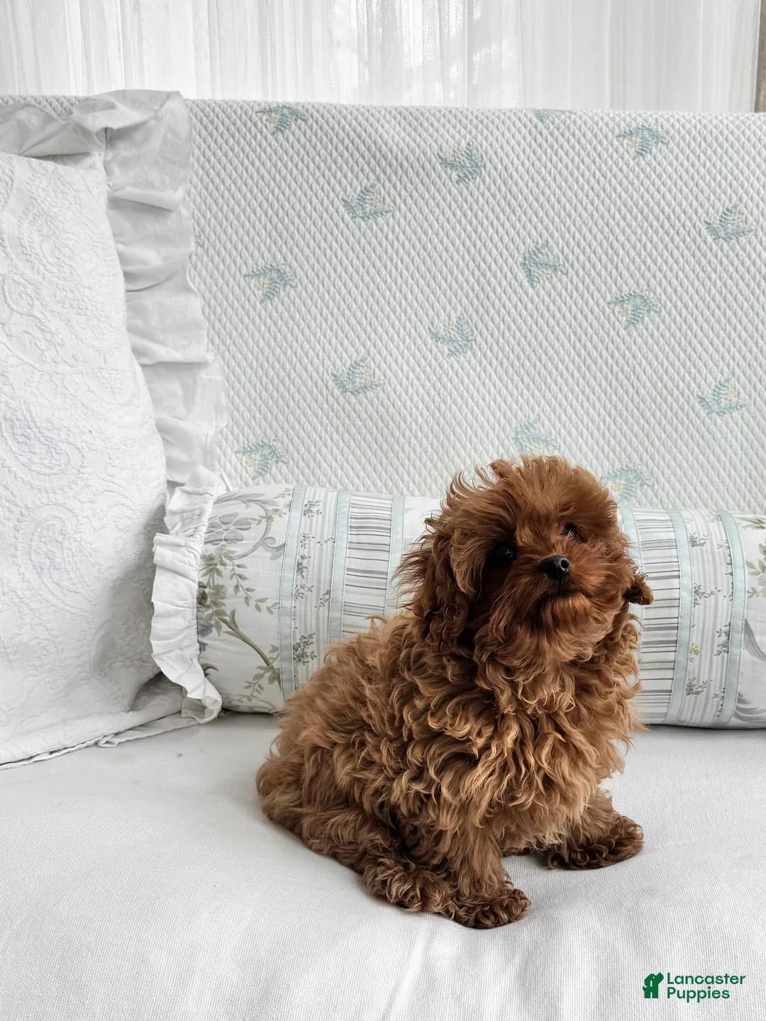 Cavapoo dogs for sale: Cami - Ad 5