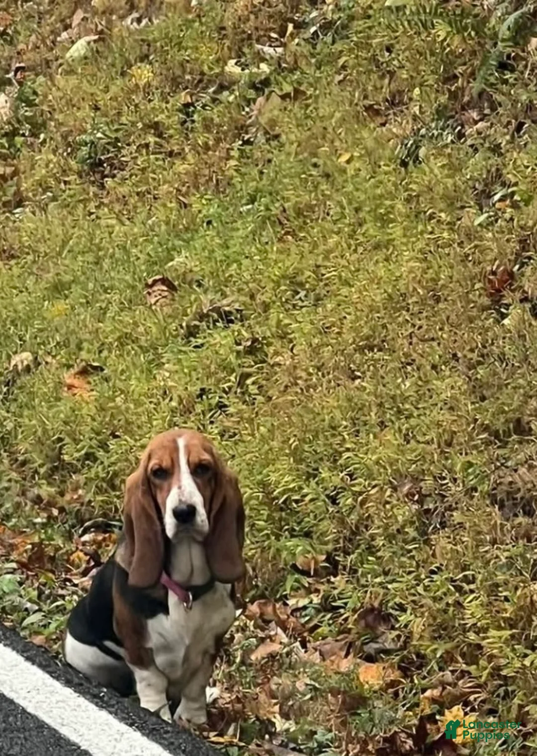 Basset Hound dogs for sale: Basset Hound Puppy 1 - Ad 2
