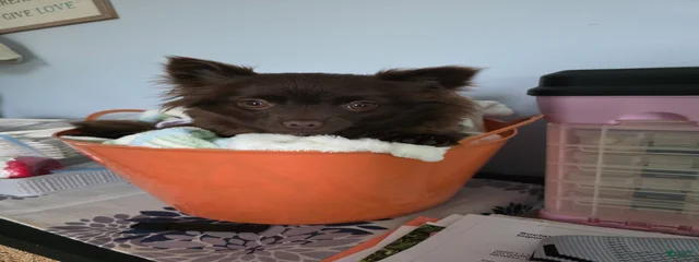 Mimi