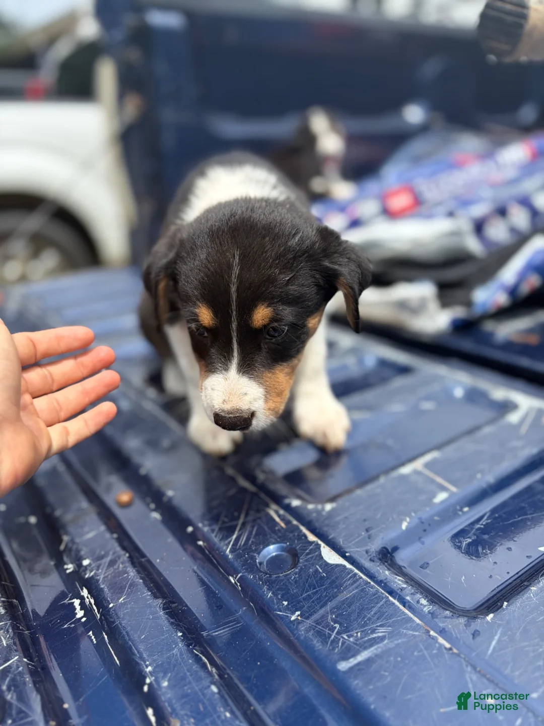 Mixed Breed dogs for sale: Mixed Breed 3 - Ad 2