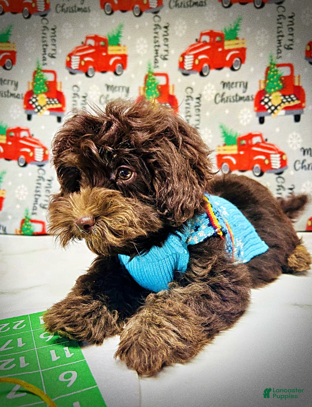 Havapoo dogs for sale: Yogi - Ad 5