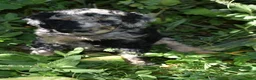Standard Poodle dogs for sale: Standard Poodle 10 Blue Merle - Ad 7