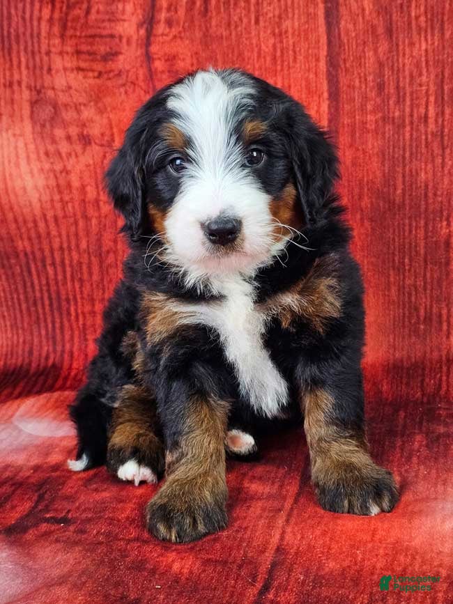 Mini Bernedoodle dogs Tiago - Ad 7