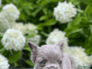 French Bulldog dogs Glora - Ad 24