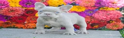 French Bulldog dogs for sale: Clara - Ad 4