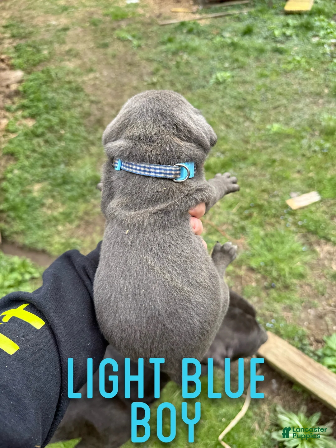 Cane Corso dogs for sale: Cane Corso Puppy 1 - Ad 2