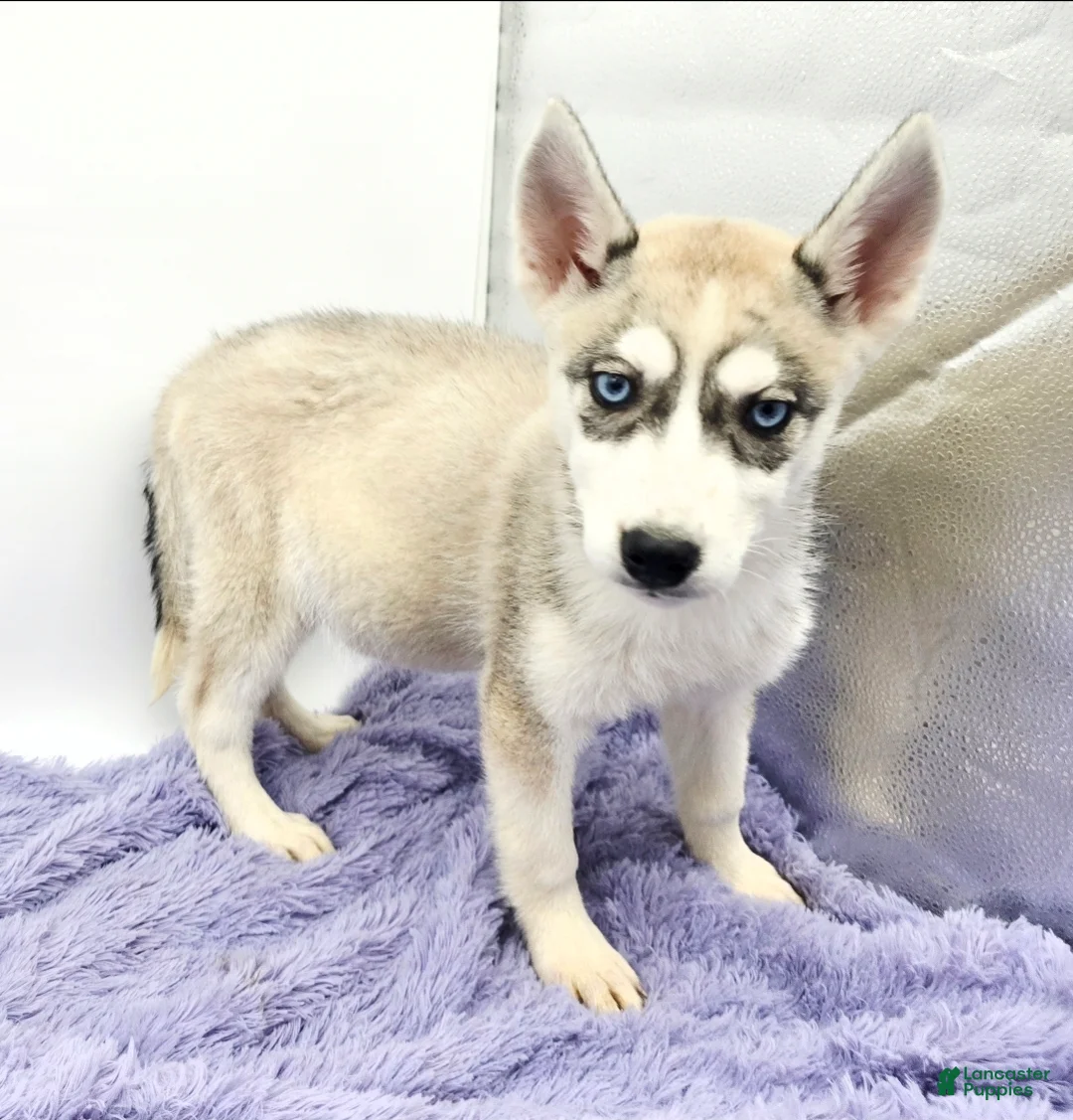 Siberian Husky dogs for sale: Roxie - Ad 1