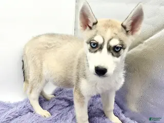 Siberian Husky dogs Roxie - Ad 38