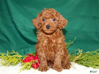 Miniature Poodle dogs - Ad 9