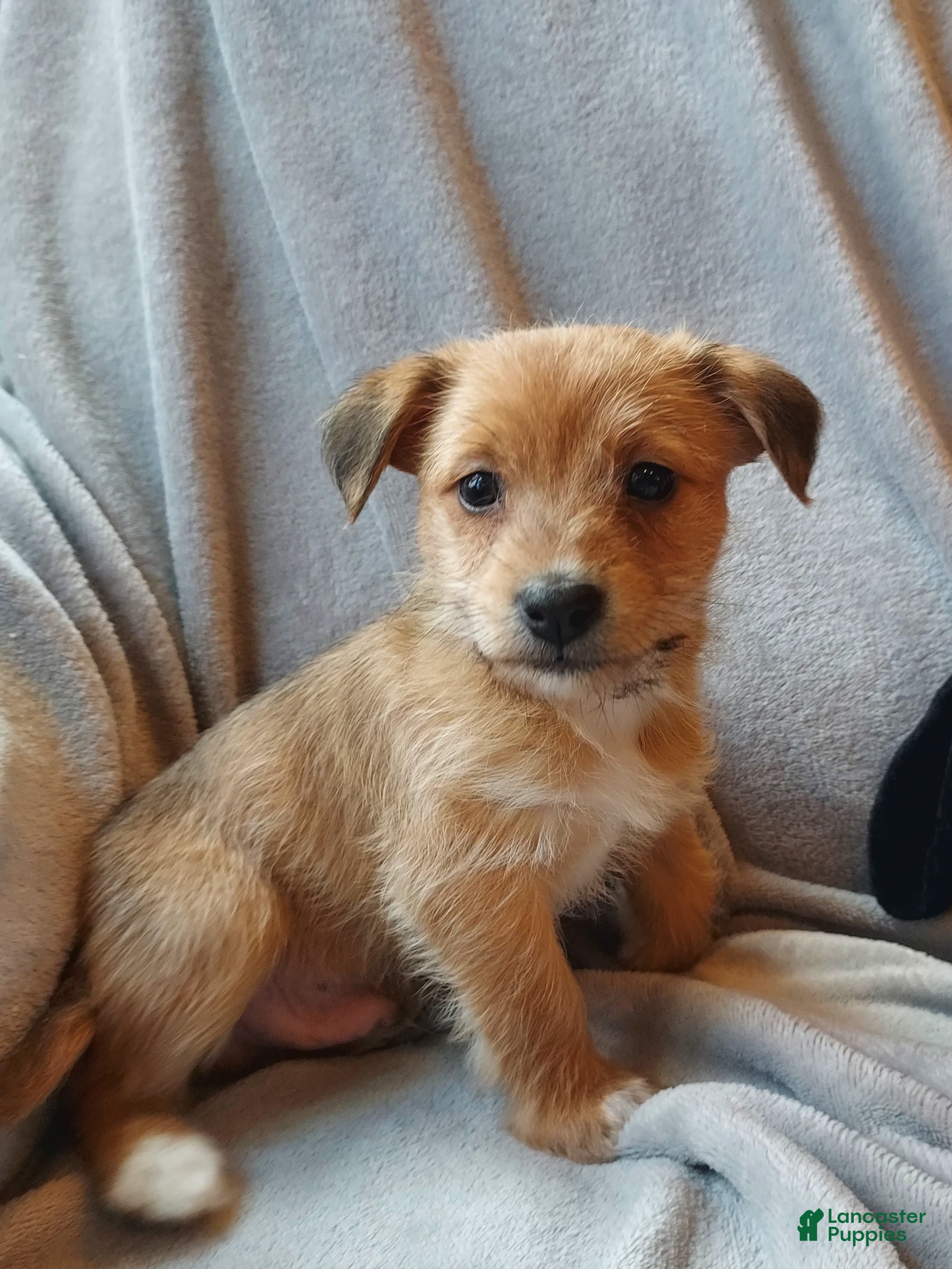 Jackapoo dogs Percy - Ad 12