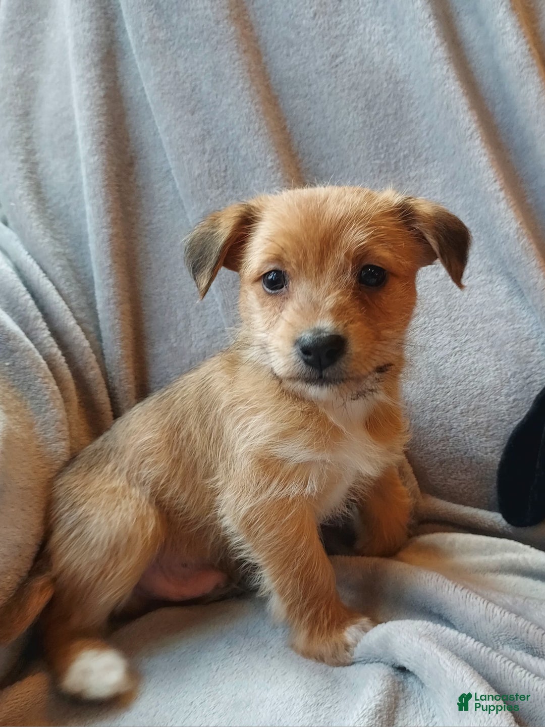 Jackapoo dogs for sale: Percy - Ad 1