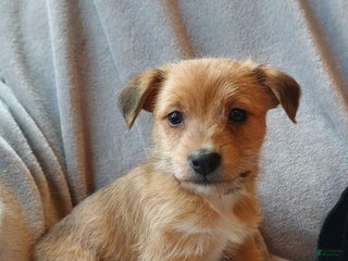 Jackapoo dogs Percy - Ad 15