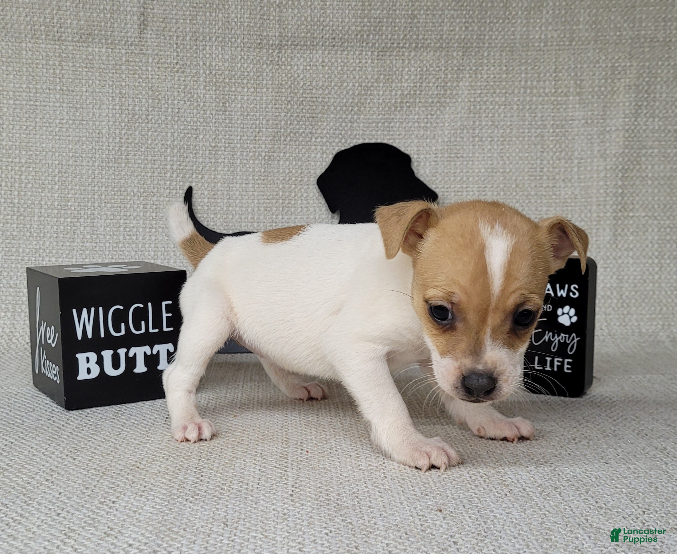 Jack Russell Terrier dogs Westfork's TESSA - Ad 9