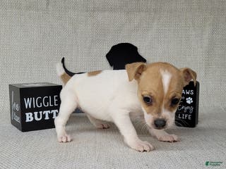 Jack Russell Terrier dogs Westfork's TESSA - Ad 10