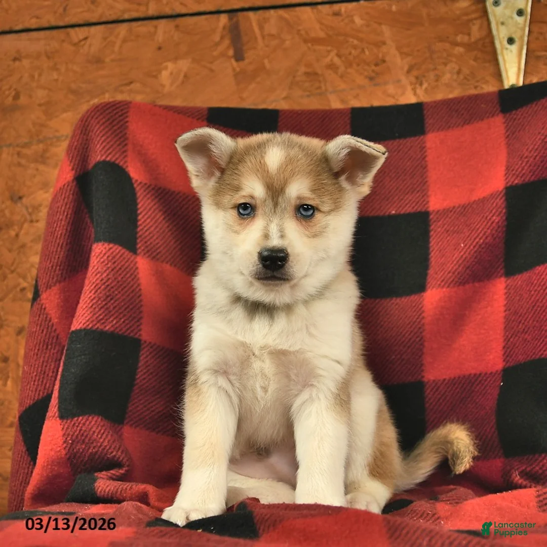 Alaskan Klee Kai dogs for sale: Timber  - Ad 1