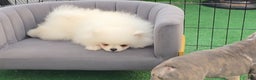 Pomeranian dogs for sale: Teodoro coreano  - Ad 2